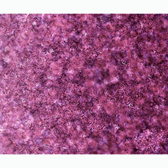 Effervescence Plum