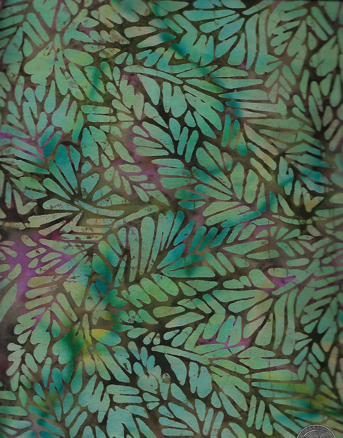 Alligator