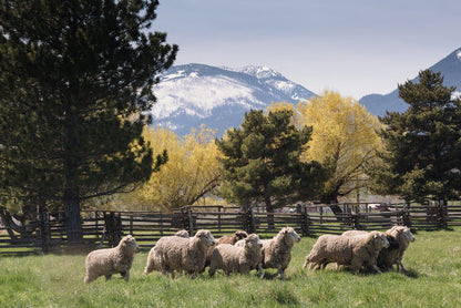 Harrisville Shear: Merino-Dorset DK