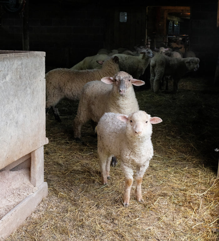 Harrisville Shear: Merino-Dorset DK